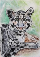 /album/zvieratka-suchy-pastel/obraz-672-jpg/